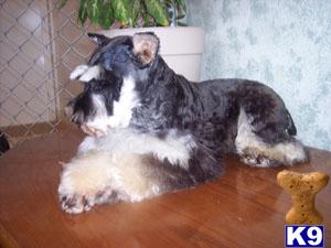 Stud Dogs - Miniature Schnauzer