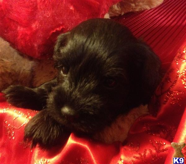 Miniature Schnauzer Puppies