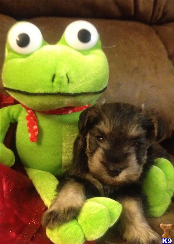 Miniature Schnauzer Puppies