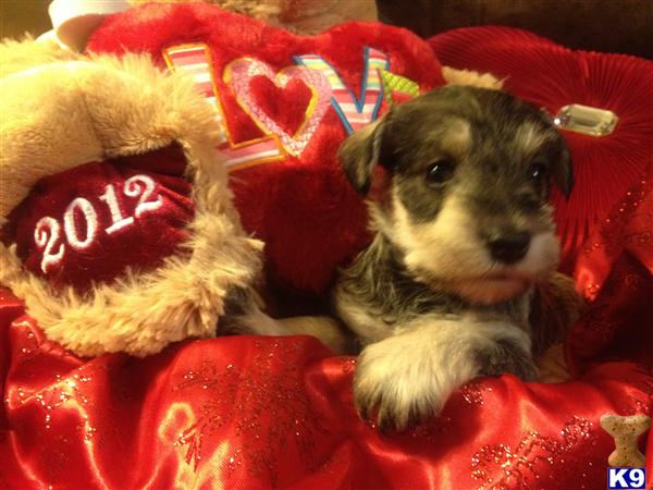 Miniature Schnauzer Puppies