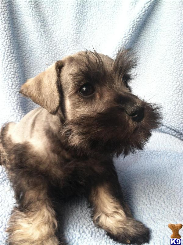 Puppies in WA