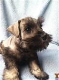 Miniature Schnauzer