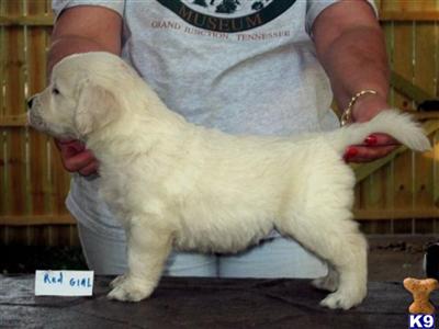 Puppies in IN