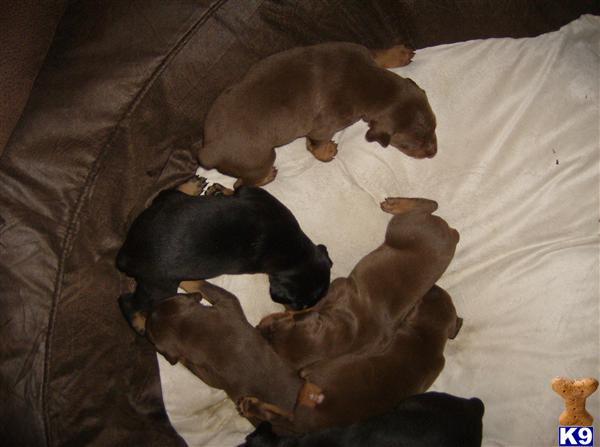 Doberman Pinscher Puppies