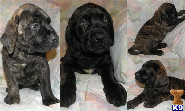 Mastiff Puppies