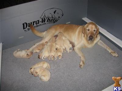 Labrador Retriever Puppies in TX