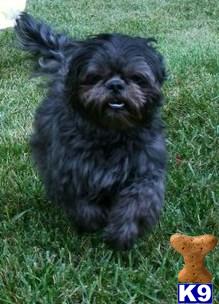 Stud Dogs - Shih Tzu