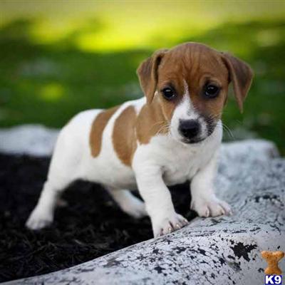 Jack Russell Terrier Puppies for Sale