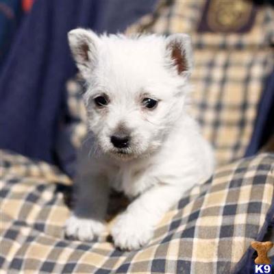 West Highland White Terrier Puppies for Sale