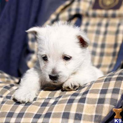 West Highland White Terrier Puppies for Sale