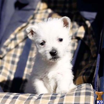 West Highland White Terrier Puppies for Sale