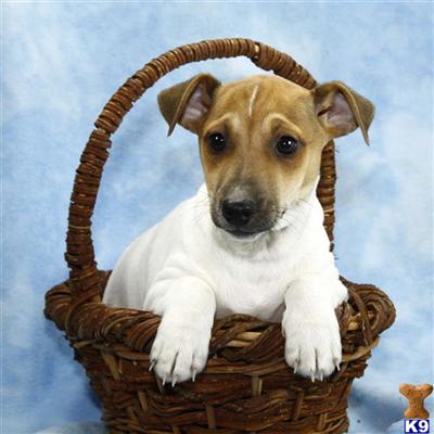 Jack Russell Terrier Puppies for Sale
