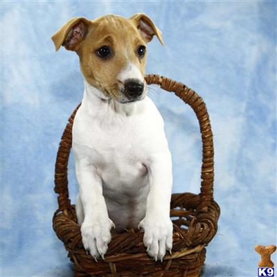 Jack Russell Terrier Puppies for Sale
