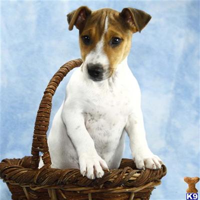 Jack Russell Terrier Puppies for Sale