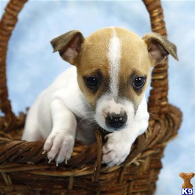 Jack Russell Terrier Puppies for Sale