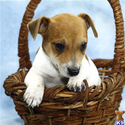 Jack Russell Terrier Puppies for Sale