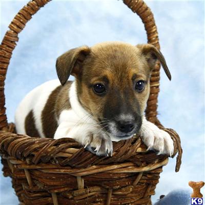 Jack Russell Terrier Puppies for Sale