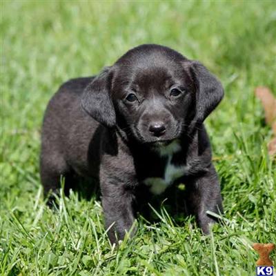 Jack Russell Terrier Puppies for Sale