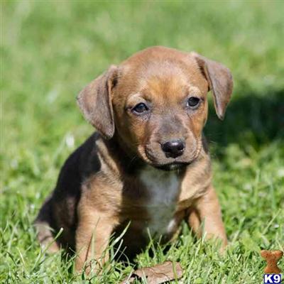 Jack Russell Terrier Puppies for Sale