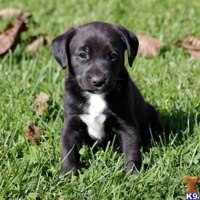 Jack Russell Terrier Puppies for Sale
