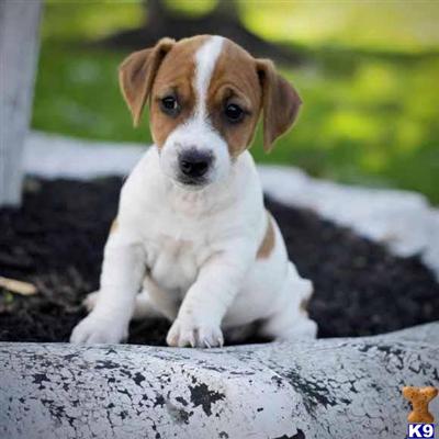 Jack Russell Terrier Puppies for Sale
