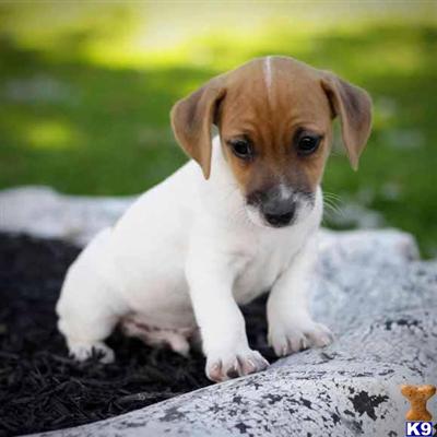 Jack Russell Terrier Puppies for Sale