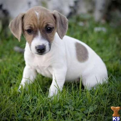 Jack Russell Terrier Puppies for Sale