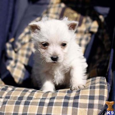West Highland White Terrier Puppies for Sale