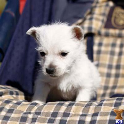 West Highland White Terrier Puppies for Sale