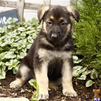 German Shepherd Puppies for Sale