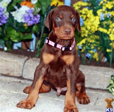 Doberman Pinscher Puppies for Sale