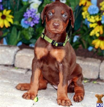 Doberman Pinscher Puppies for Sale