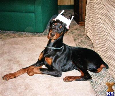 Doberman Pinscher Puppies for Sale