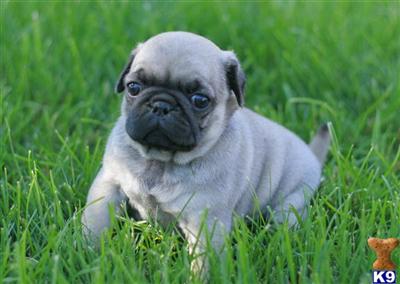 Pug Puppies for Sale