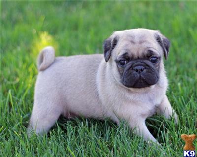 Pug Puppies for Sale