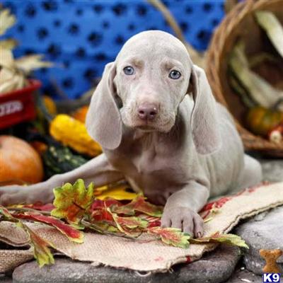 Weimaraner Puppies for Sale