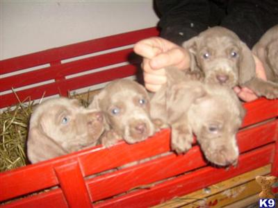 Weimaraner Puppies for Sale
