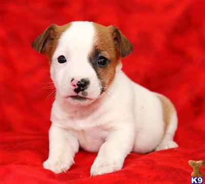 Jack Russell Terrier Puppies for Sale