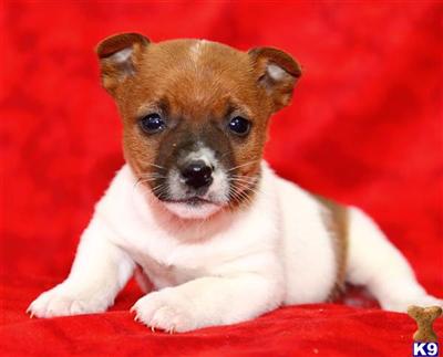 Jack Russell Terrier Puppies for Sale