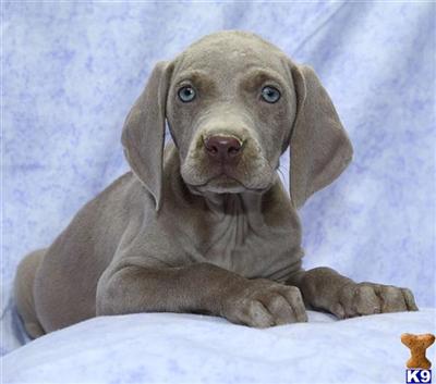 Weimaraner Puppies for Sale