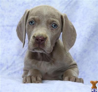 Weimaraner Puppies for Sale