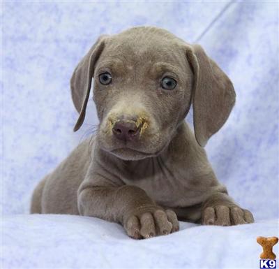 Weimaraner Puppies for Sale