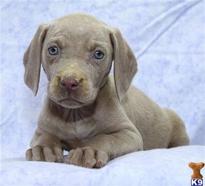 Weimaraner Puppies for Sale