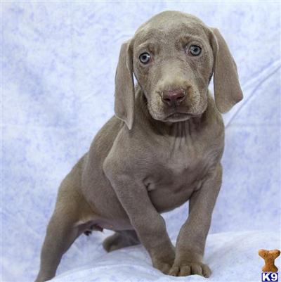 Weimaraner Puppies for Sale