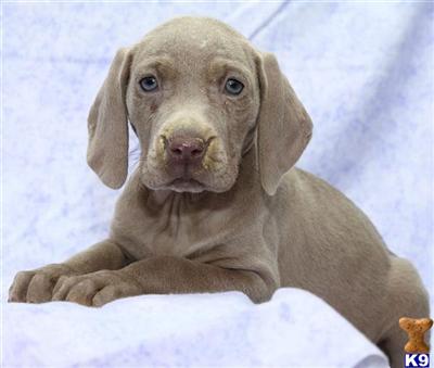 Weimaraner Puppies for Sale