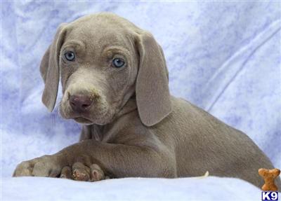Weimaraner Puppies for Sale