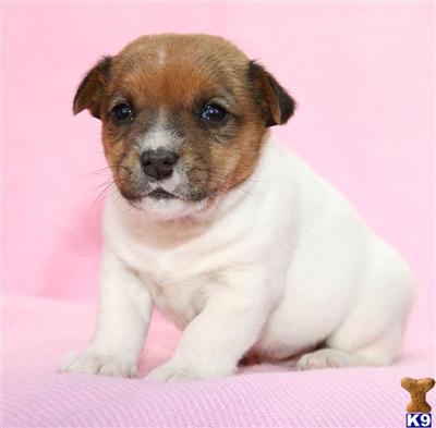 Jack Russell Terrier Puppies for Sale