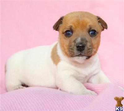 Jack Russell Terrier Puppies for Sale