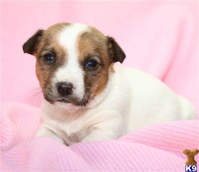 Jack Russell Terrier Puppies for Sale