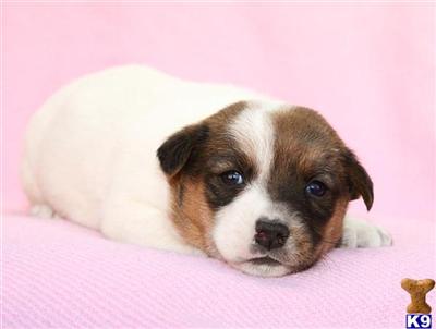 Jack Russell Terrier Puppies for Sale